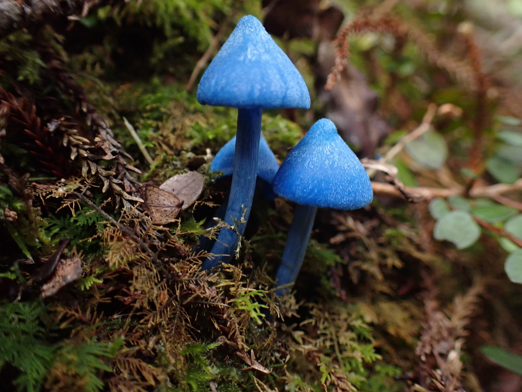 Entoloma hochstetteri · April 2026 · photo: © pcartier (iNaturalist, cc-by-nc)