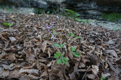 Corydalis paczoskii