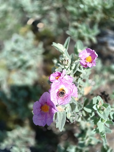 Avistamiento Cistus albidus