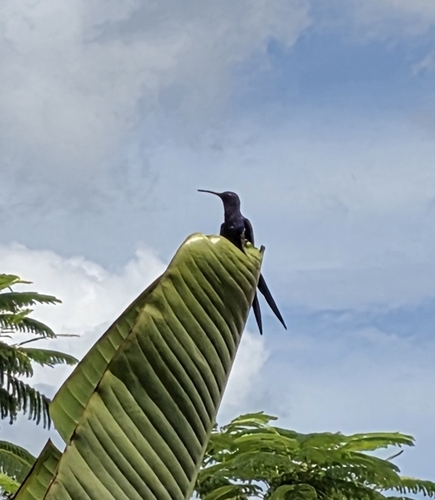 Swallow-tailed Hummingbird