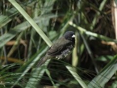 Sporophila nigricollis
