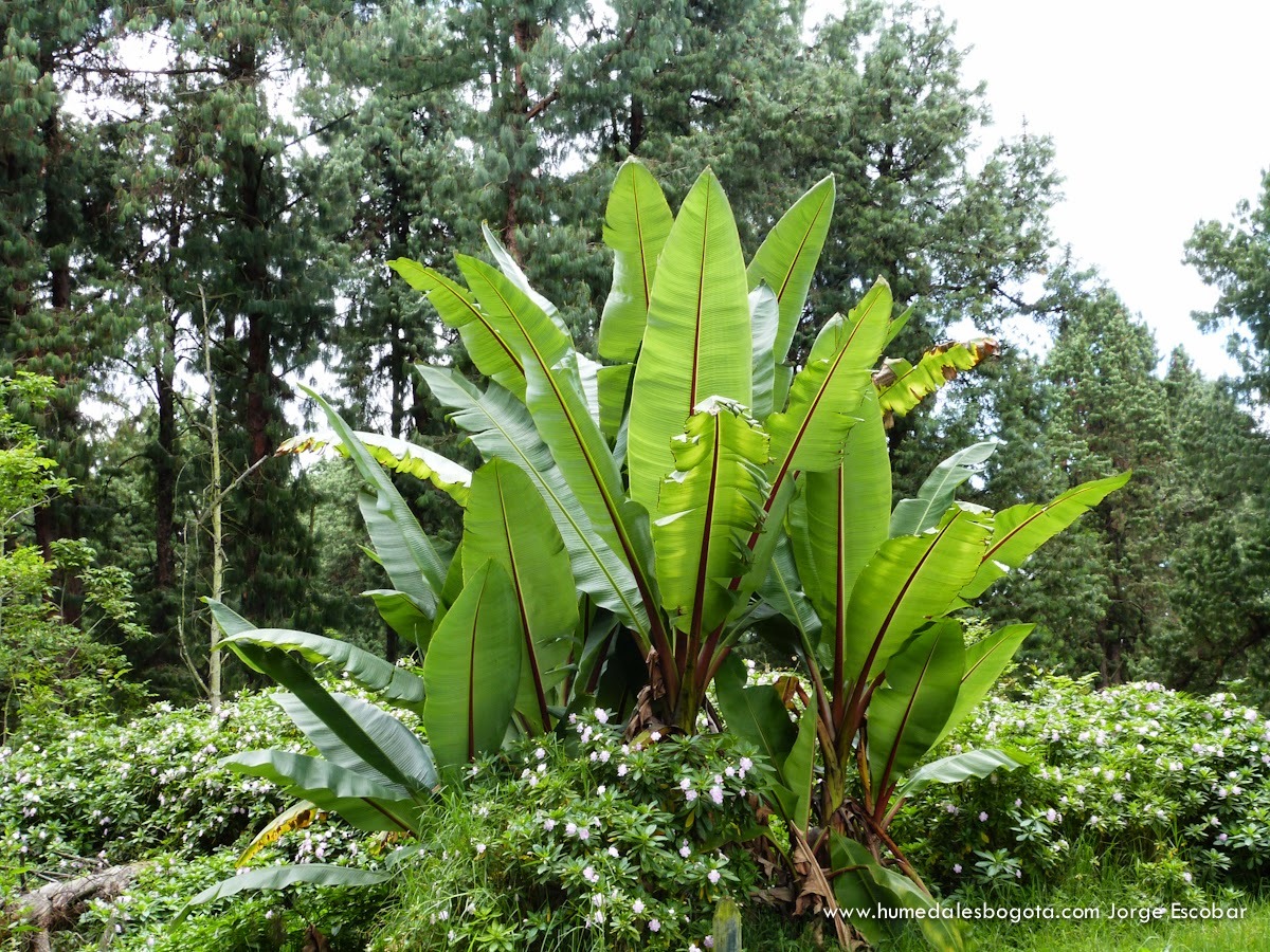 Ensete
