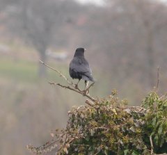 Corvus corone corone