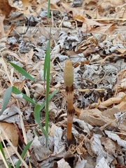 Equisetum arvense