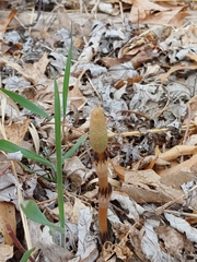 Equisetum arvense
