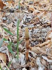Equisetum arvense