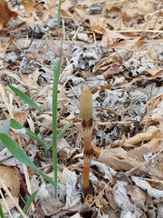 Equisetum arvense