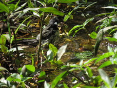 Sporophila nigricollis