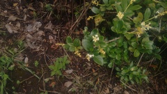 Palicourea boqueronensis