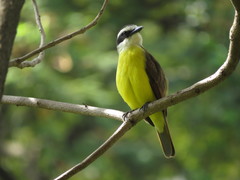 Pitangus sulphuratus