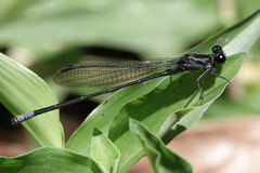 Argia ulmeca