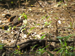 Laterallus melanophaius