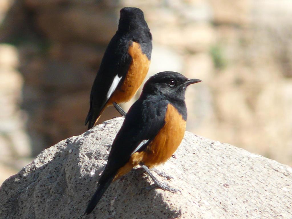 White-winged Cliff-Chat (Monticola semirufus) photo