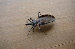 Triatoma gerstaeckeri