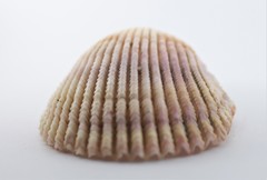 Vasticardium assimile lacunosum