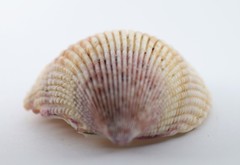 Vasticardium assimile lacunosum