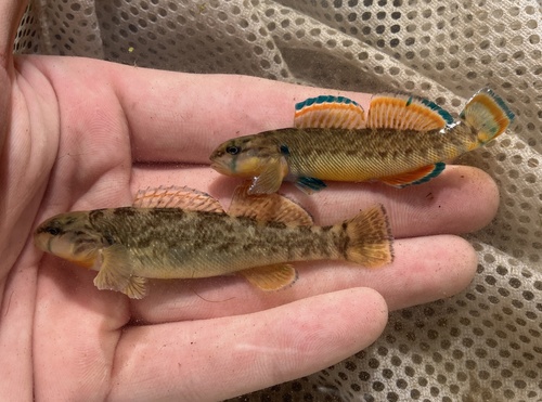 Blue River Orangebelly Darter