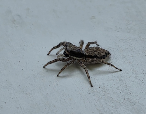 Gray Wall Jumping Spider