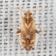 Hamatophylus guttulosus