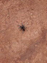 Acanthoscurria paulensis