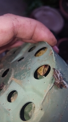 Eleutherodactylus antillensis