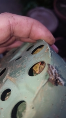 Eleutherodactylus antillensis