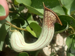 Aristolochia lutescens