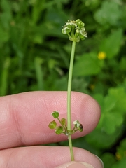 Hydrocotyle tribotrys