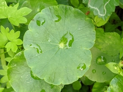 Hydrocotyle tribotrys