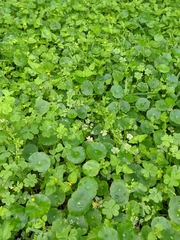 Hydrocotyle tribotrys
