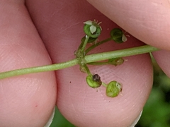 Hydrocotyle tribotrys