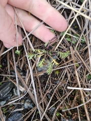 Leptinella pectinata, photograph (c) Irisa Hudson, some rights reserved (CC BY)