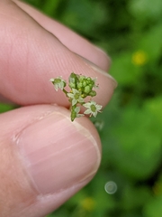 Hydrocotyle tribotrys