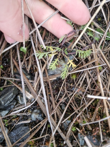 Leptinella pectinata, photograph 4