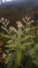Ageratina asclepiadea