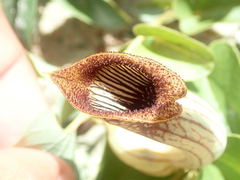 Aristolochia lutescens
