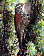 Margarornis squamiger