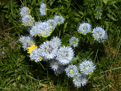 Jasione laevis