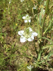 Nigella arvensis