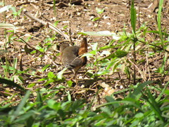 Laterallus melanophaius