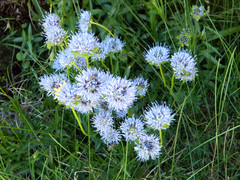 Jasione laevis