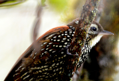 Margarornis squamiger