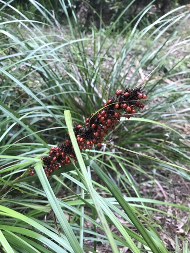 Gahnia aspera