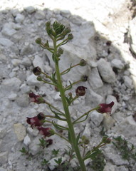 Scrophularia cretacea