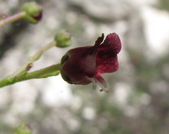 Scrophularia cretacea