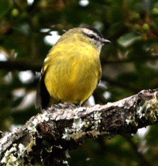 Phyllomyias nigrocapillus