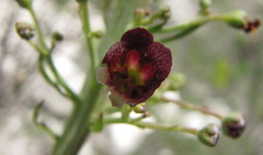 Scrophularia cretacea
