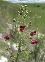 Scrophularia cretacea