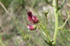Scrophularia cretacea