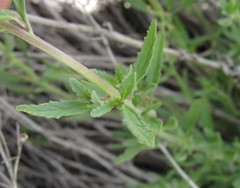 Scrophularia cretacea